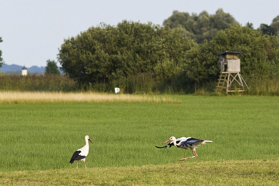 Störche erleben im Allgäu