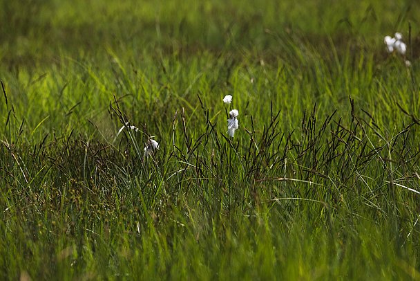 Blühendes Wollgras