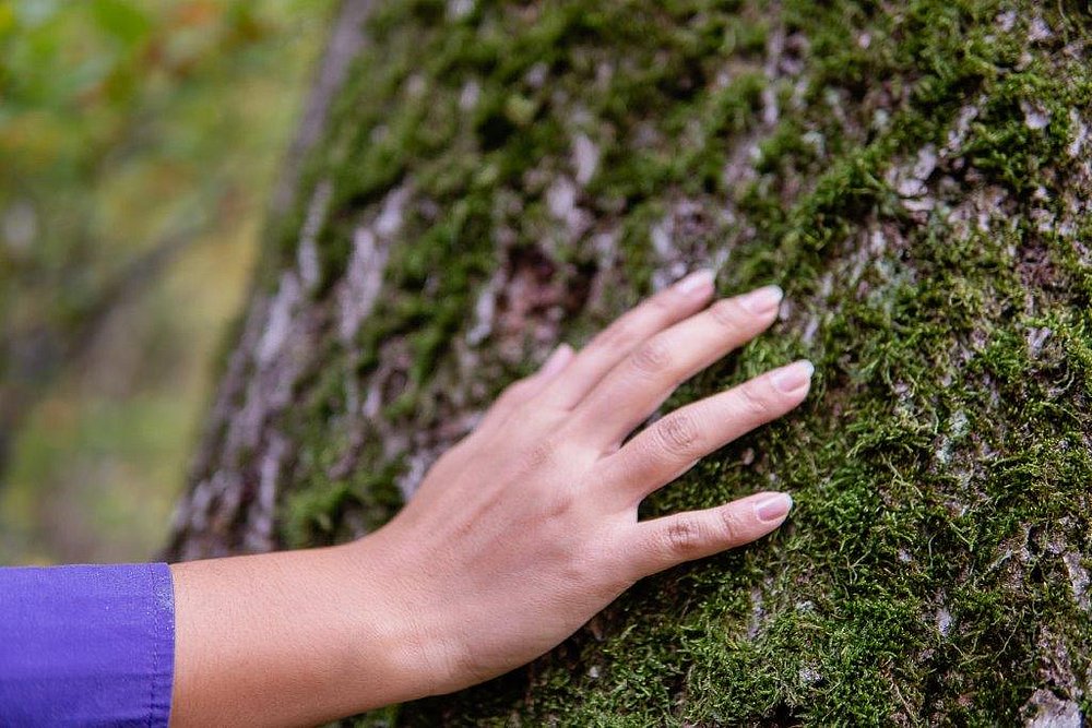 Hand auf Baumrinde