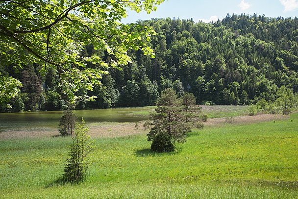 Der Ausläufer eines Sees an einer Wiese mit kleinen Bäumen, dahinter Wald