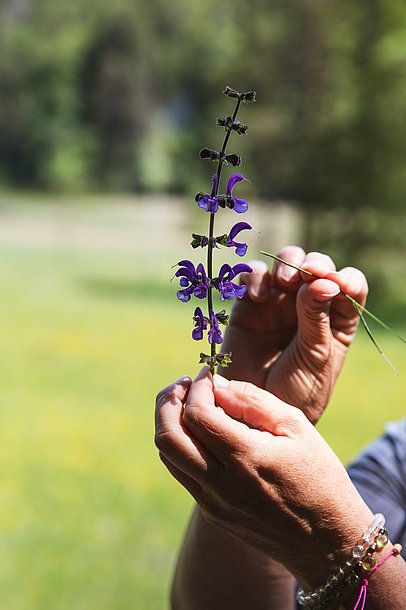 Eine Hand hält eine Blüte, die andere Hand zeigt mit einem Grashalm auf die Blüte