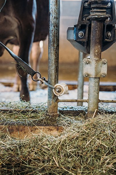 Nahaufnahme der Dreianbindung, mit der die Tiere im Stall mehr Bewegungsfreiheit haben