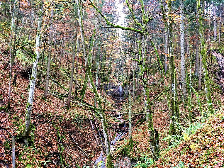 „Naturnaher Tobelwald“ – Tobel mit Wasserfall und naturnahem Bergwald