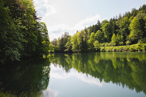 Ein See umgeben von Bäumen