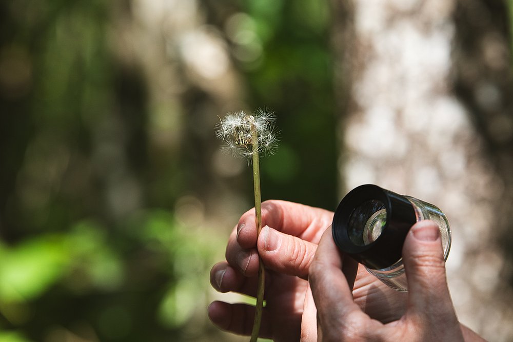 Eine Hand hält eine Blüte, eine andere eine Lupe