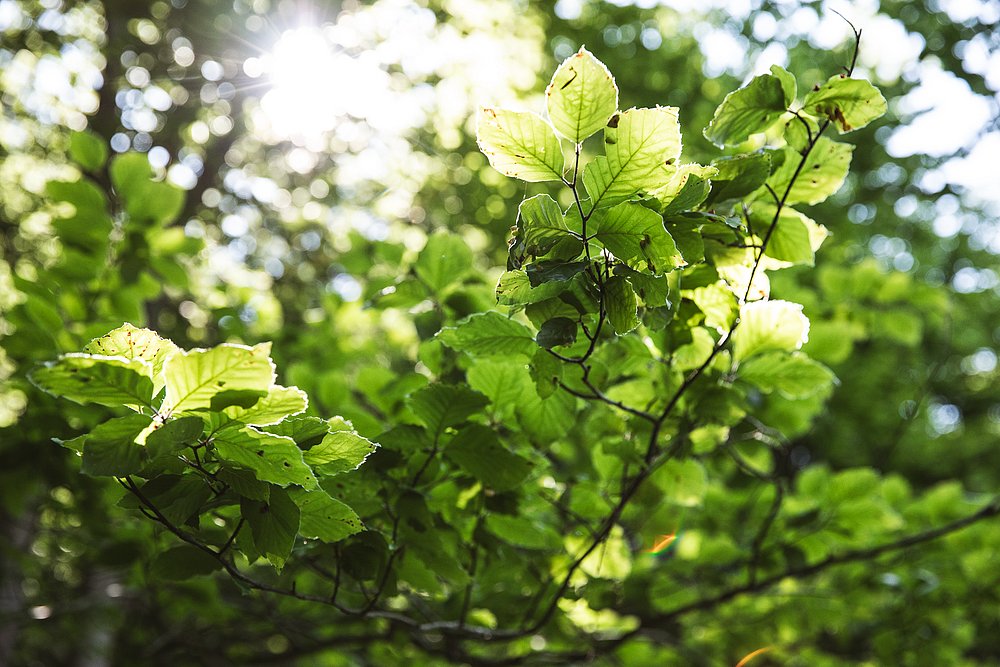 Das Licht der Sonne scheint durch Buchenblätter