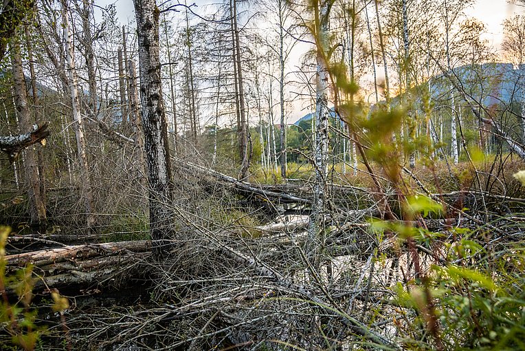 Unterholz im Pfrontener Moor