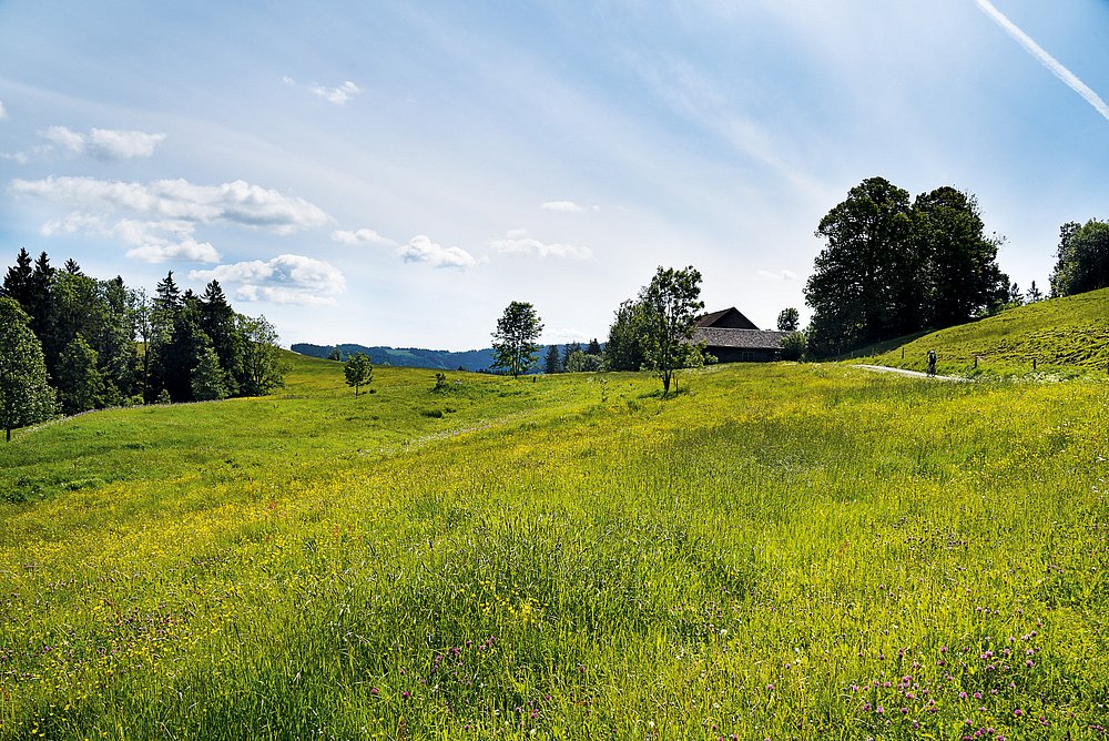 Alpwiesen auf dem Herrenberg