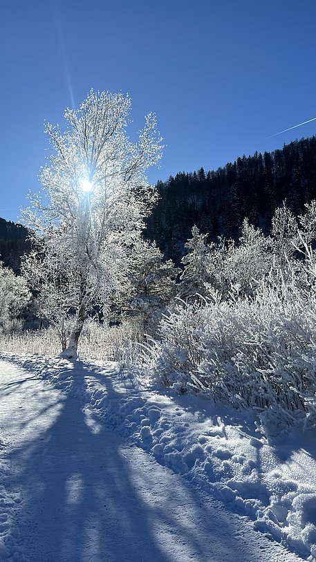 Winterliche Landschaft, die Sonne steht hinter einem verschneiten Baum