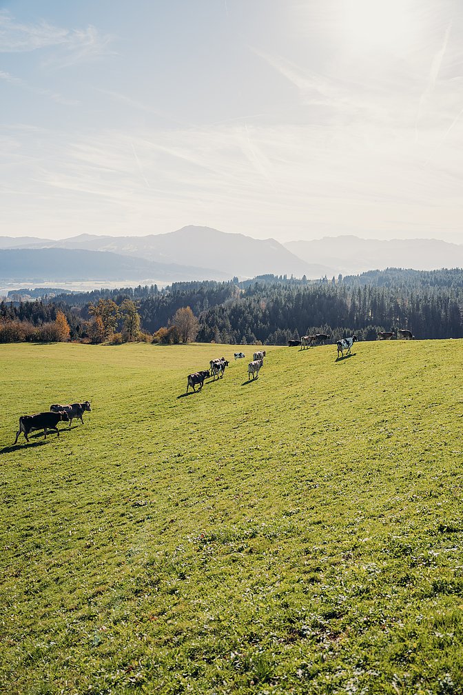 Kühe auf der Weide mit Bergen im Hintergrund