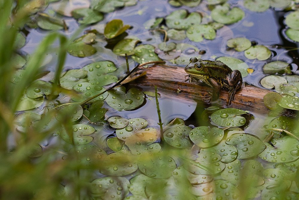 Frosch auf Holz im Wasser