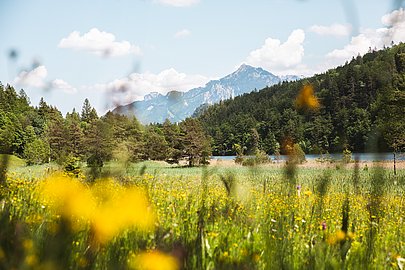 Eine Blumenwiese an einem See, im Hintergrund Berge