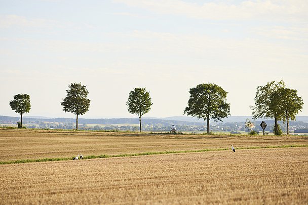 Störche auf der Suche nach Nahrung