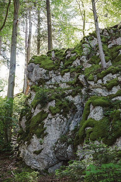 Ein moosbewachsender Fels im Wald auf dem Bäume wachsen