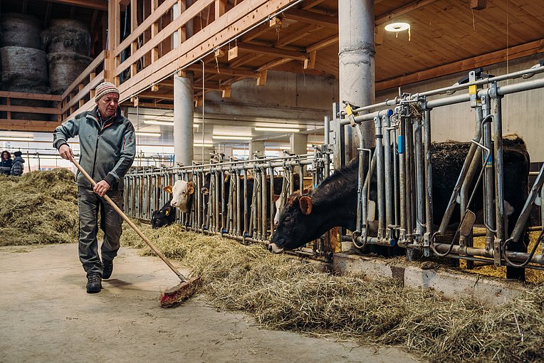 Der Bauern verteilt das Heu gleichmäßig im Stall, Kühe recken ihre Köpfe zum Heu