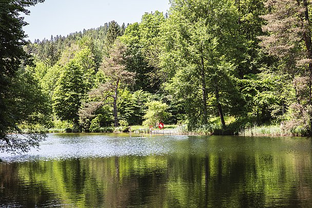 Ein See umgeben von Bäumen