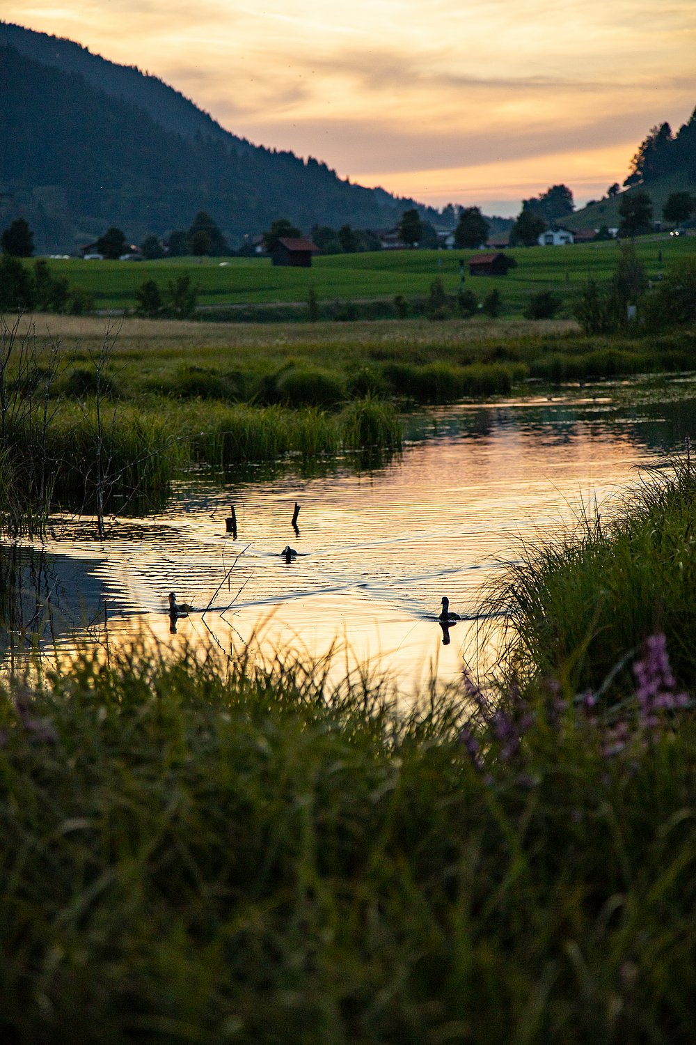 Enten auf dem Wasser im Pfrontener Moor