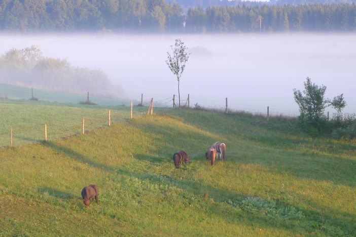 Ponys auf der Weide