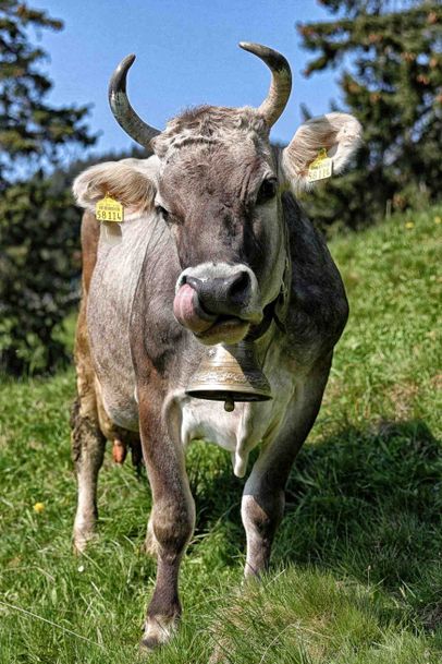 Gusti lässt es sich schmecken