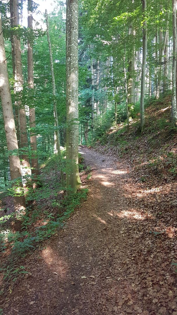 Weg durch Wald - Teilabschnitt