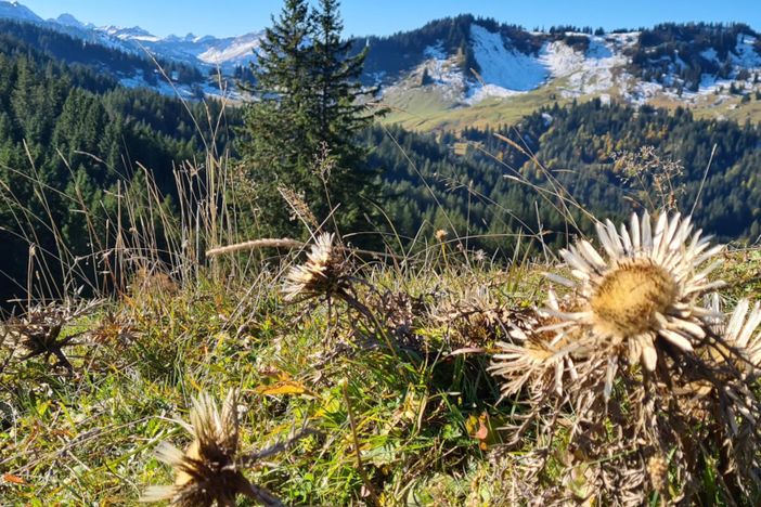 Silberdistel