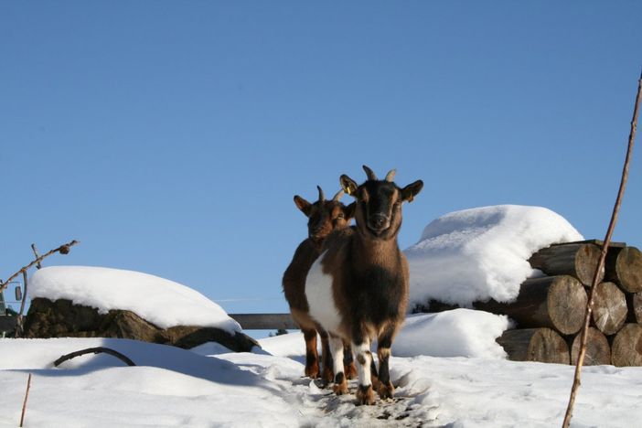 Schnee-Ziegen