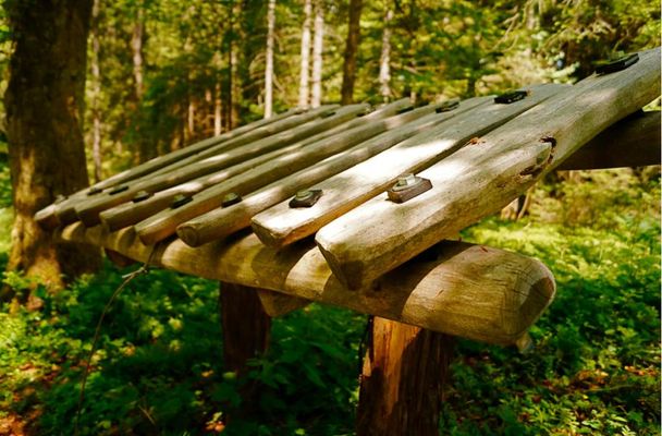 Das Waldxylophon - wie hört sich Holz an?