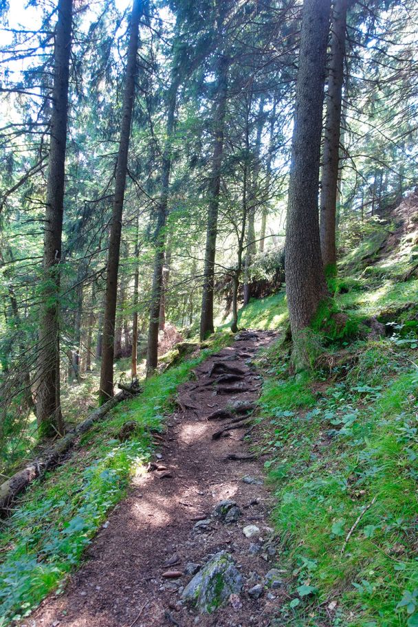 Wurzelweg hoch zum Falkenstein