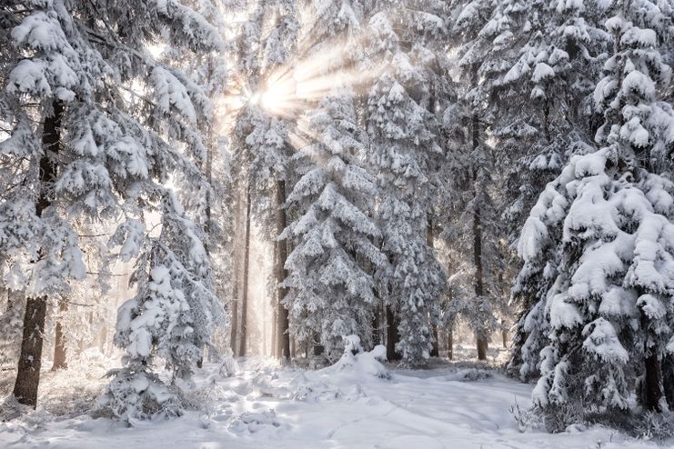 Sonnentrahlen im Winterwald