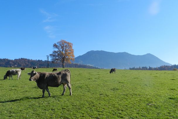 Grünten im Hintergrund, zwischen Freidorf und Untermaiselstein