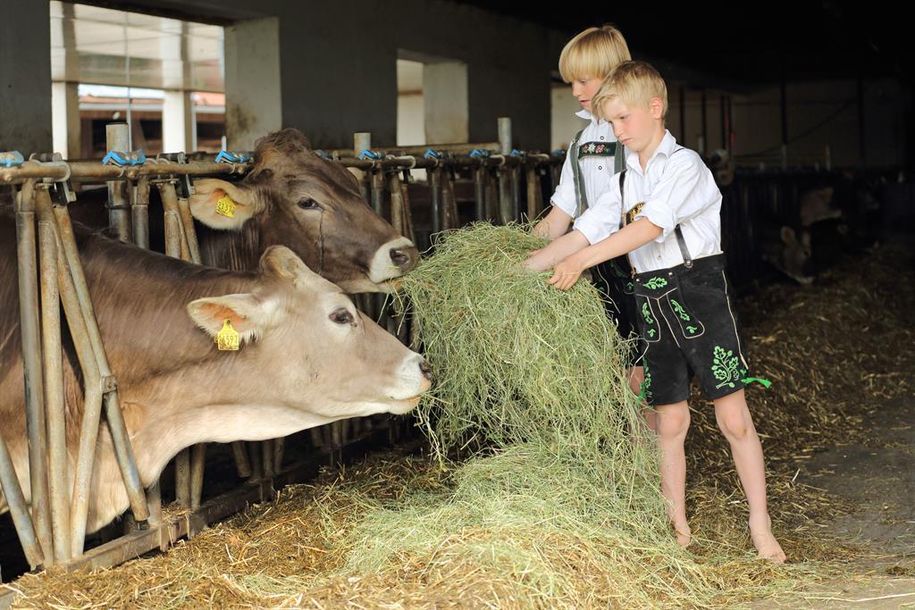 Jungs beim Füttern