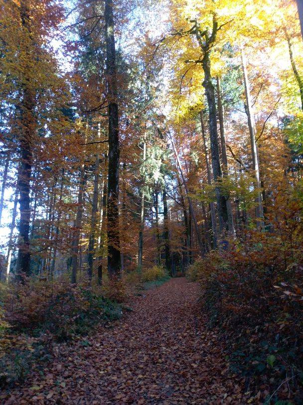 Herbst-Spaziergang Schlein-und Degersee