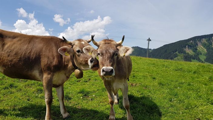 Allgäuer Kuhwiese