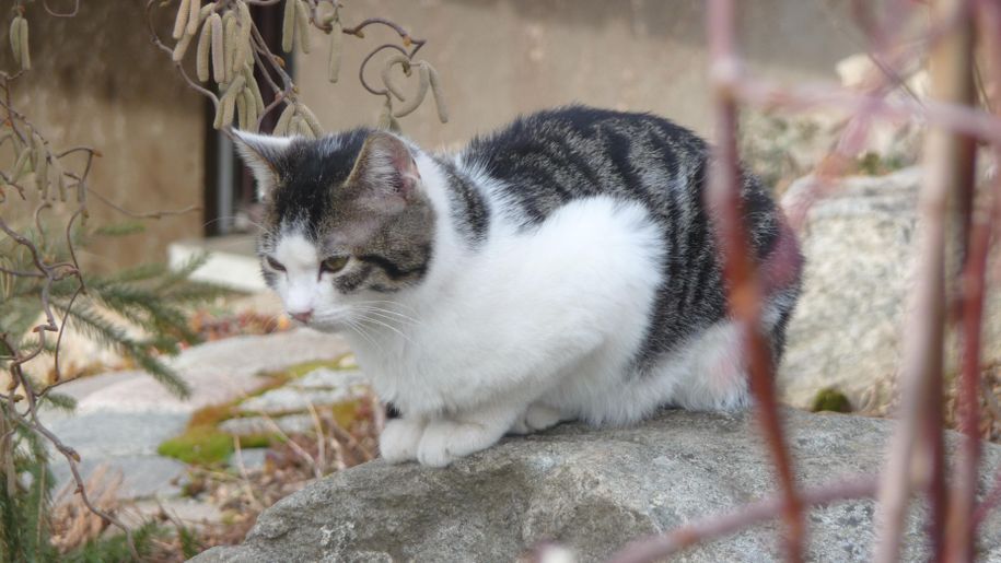 Miezi auf der Lauer