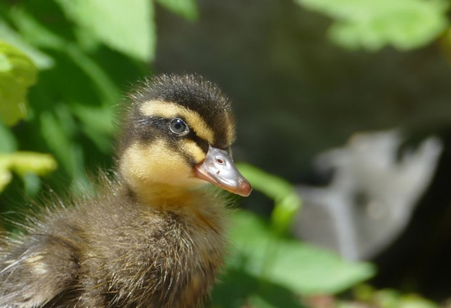 Ein Enten-Küken