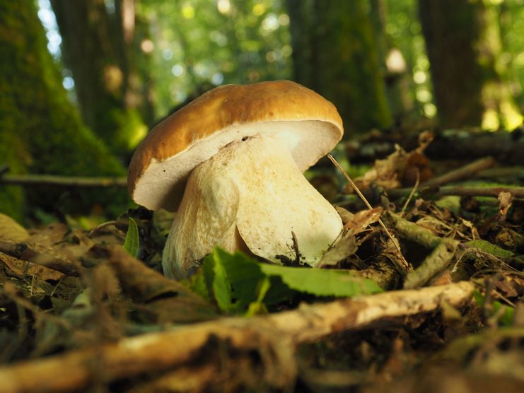 Boletus edulis_Raue Wiese Bartholomä_230810_5