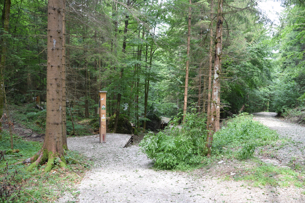 Wegegabelung auf dem Bergwaldpfad