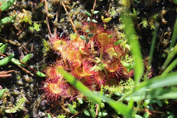 Sonnentau im Pfrontener Moor