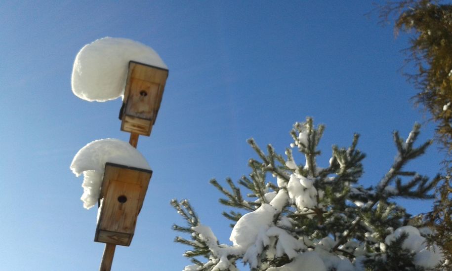 unsere Vogelhäuschen im Winter