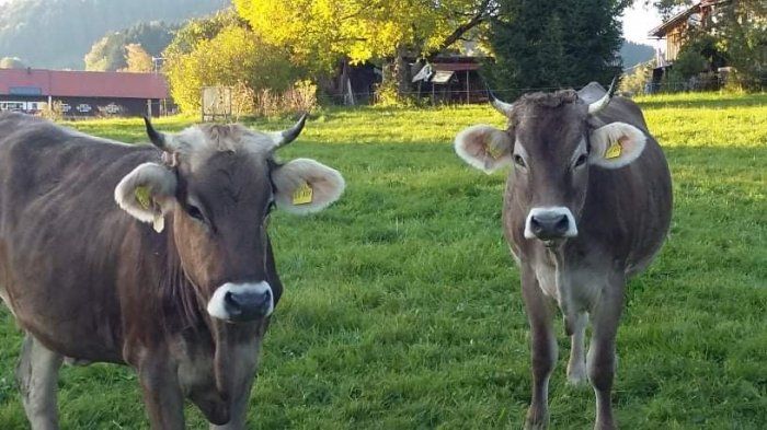 Unsere Nachbarinnen Alma und Liesl