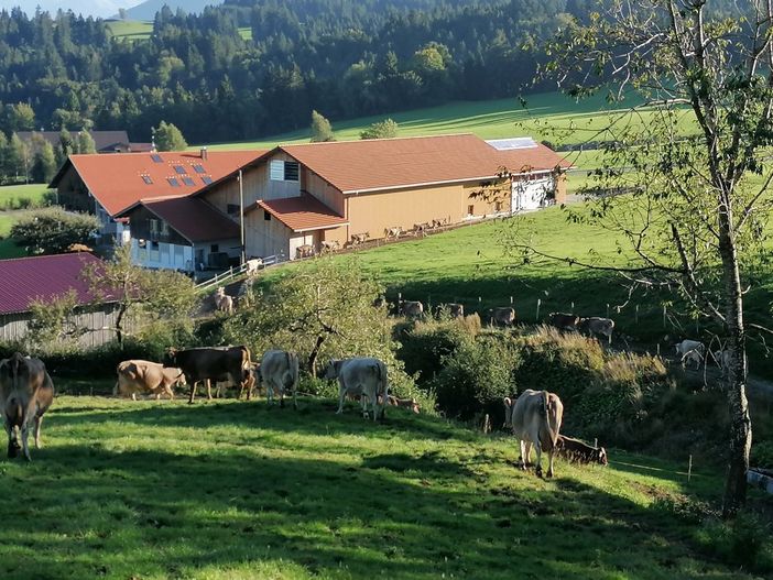 Die Kühe kehren in den Stall zurück