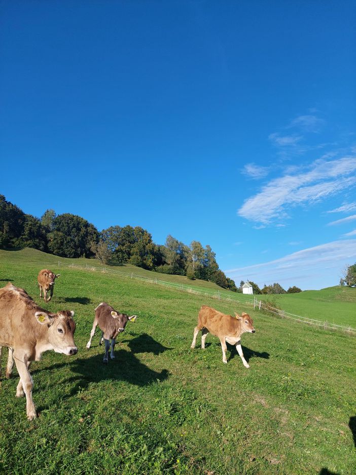 Unsere Kälber freudig auf der Weide