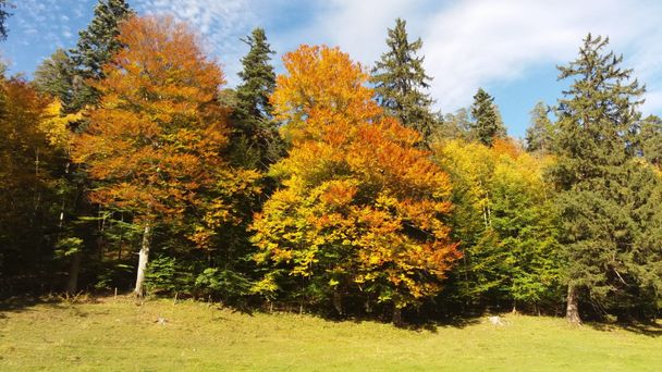 Herbstliches Laub im Faulenbacher Tal