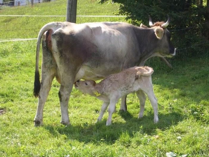 Mutterkuh mit Kälbchen