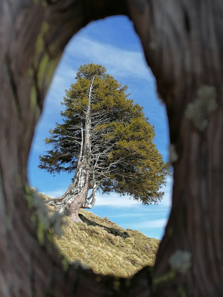 EinBlick ins Holz_Jahrringe und ihre Geschichten_Oliver Scherm