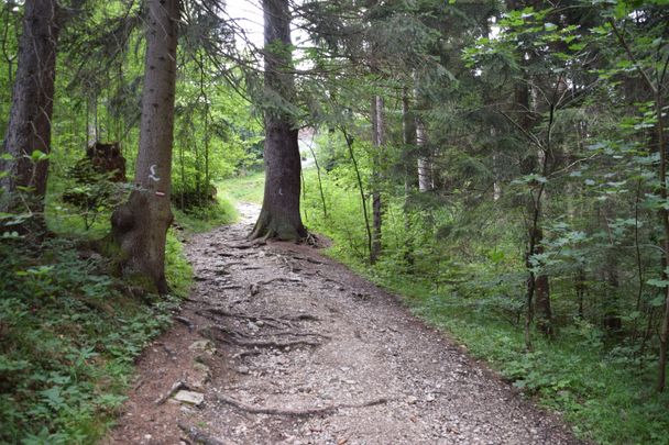 Wurzelweg hoch zum Kalvarienberg