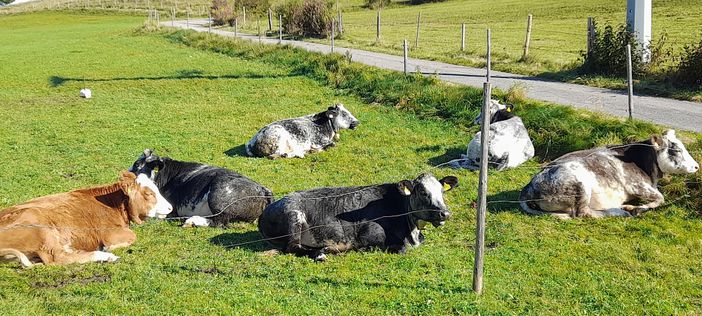 1035 Kühe auf der Wiese