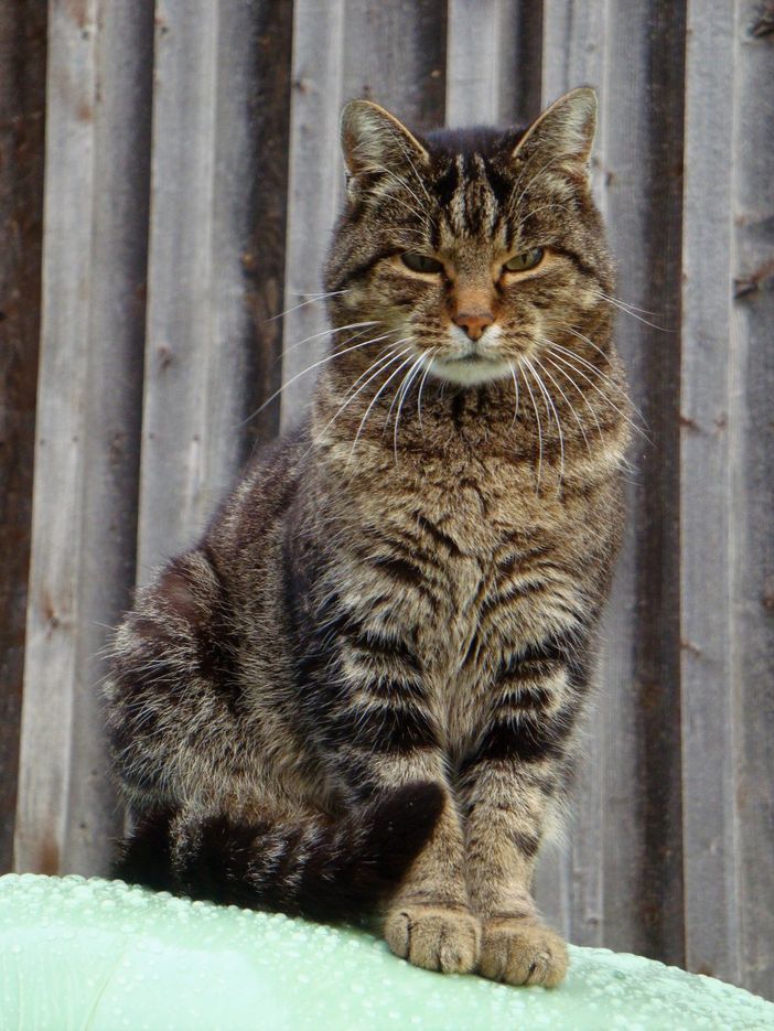 Kater "Fritz"