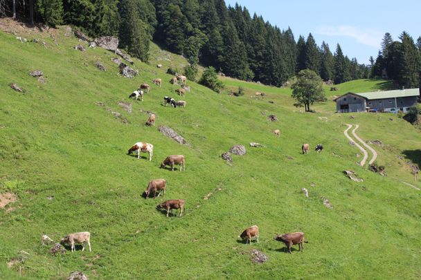 Klösterle Alpe