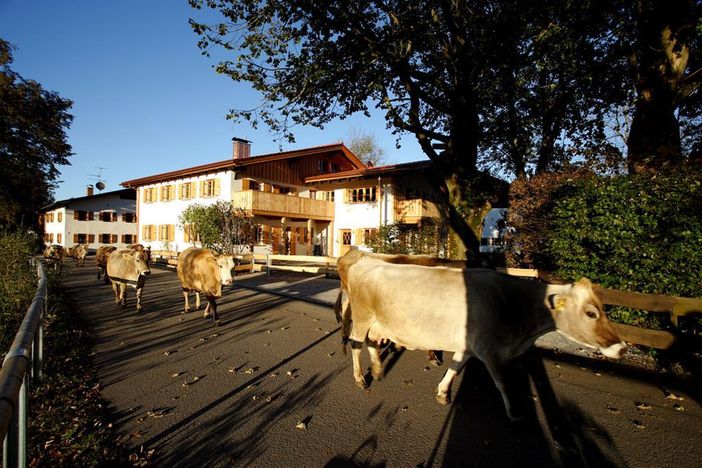 LMia von Straße mit Kühe im Herbst